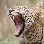 Daniel Sachs - La gueule du léopard